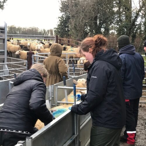 T Level Qualifications 🚜🐑

Our students on the T